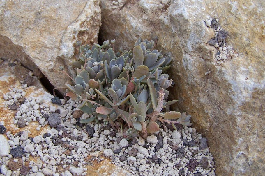 Покровская Анна тиктокерша