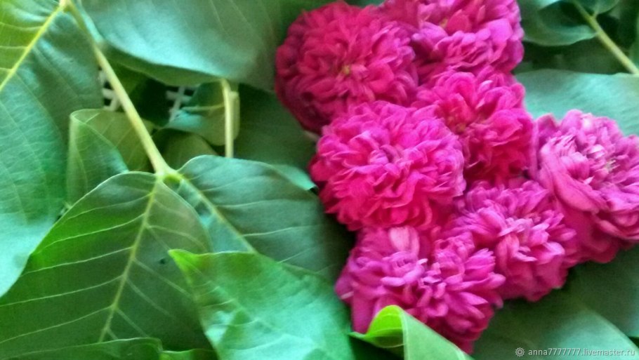 Роза коричная махровая