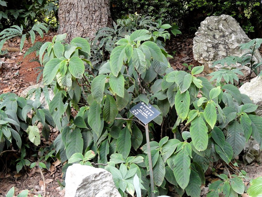 Анна (растение)