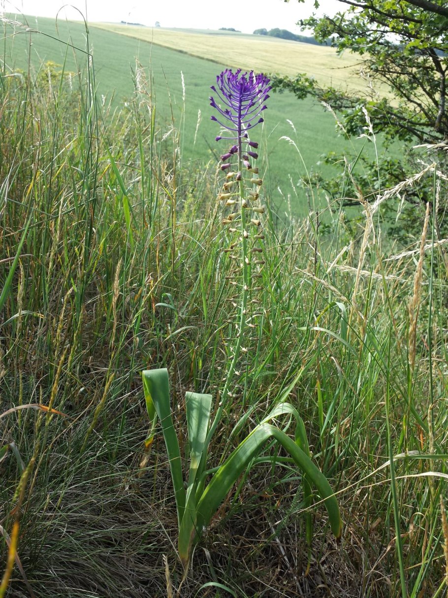 Растение Анна мягколистная