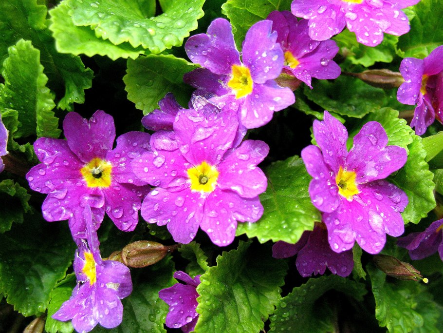 Примула цветение