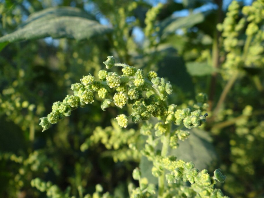 Кустарники Мордовии