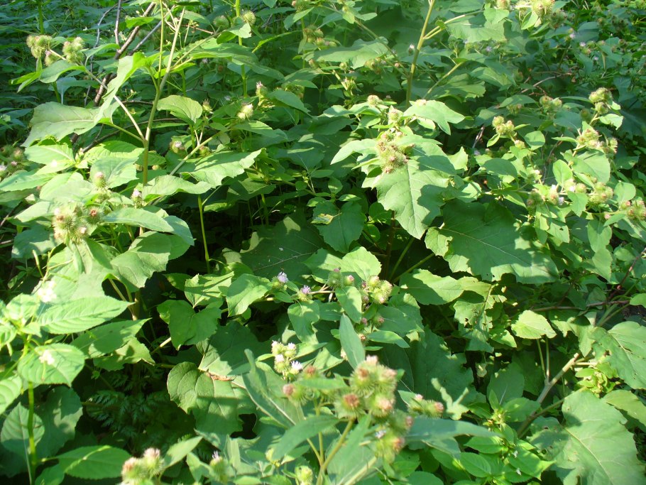 Циклахена дурнишниколистная семена