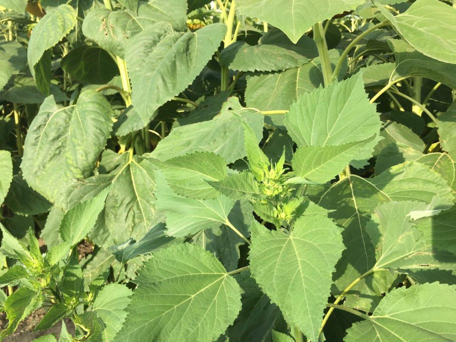 Циклахена амброзия широколистная