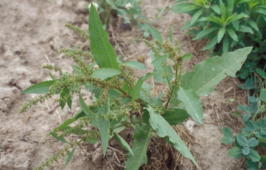 Циклохен трава фото