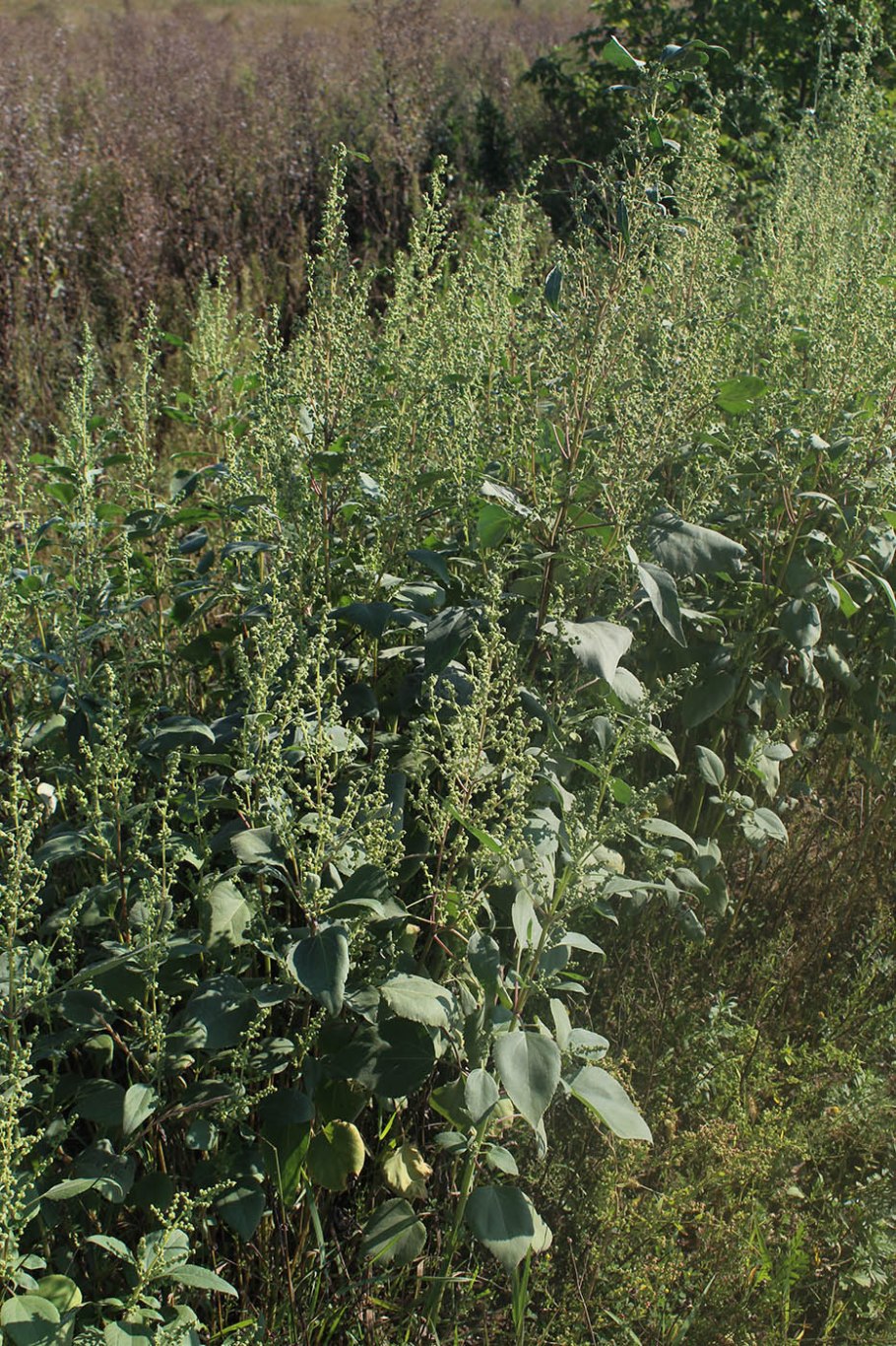 Лебеда (Марь обыкновенная, Марь белая)