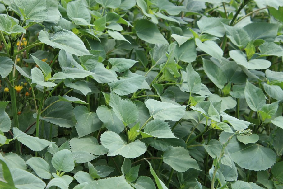 Cyclachaena xanthiifolia