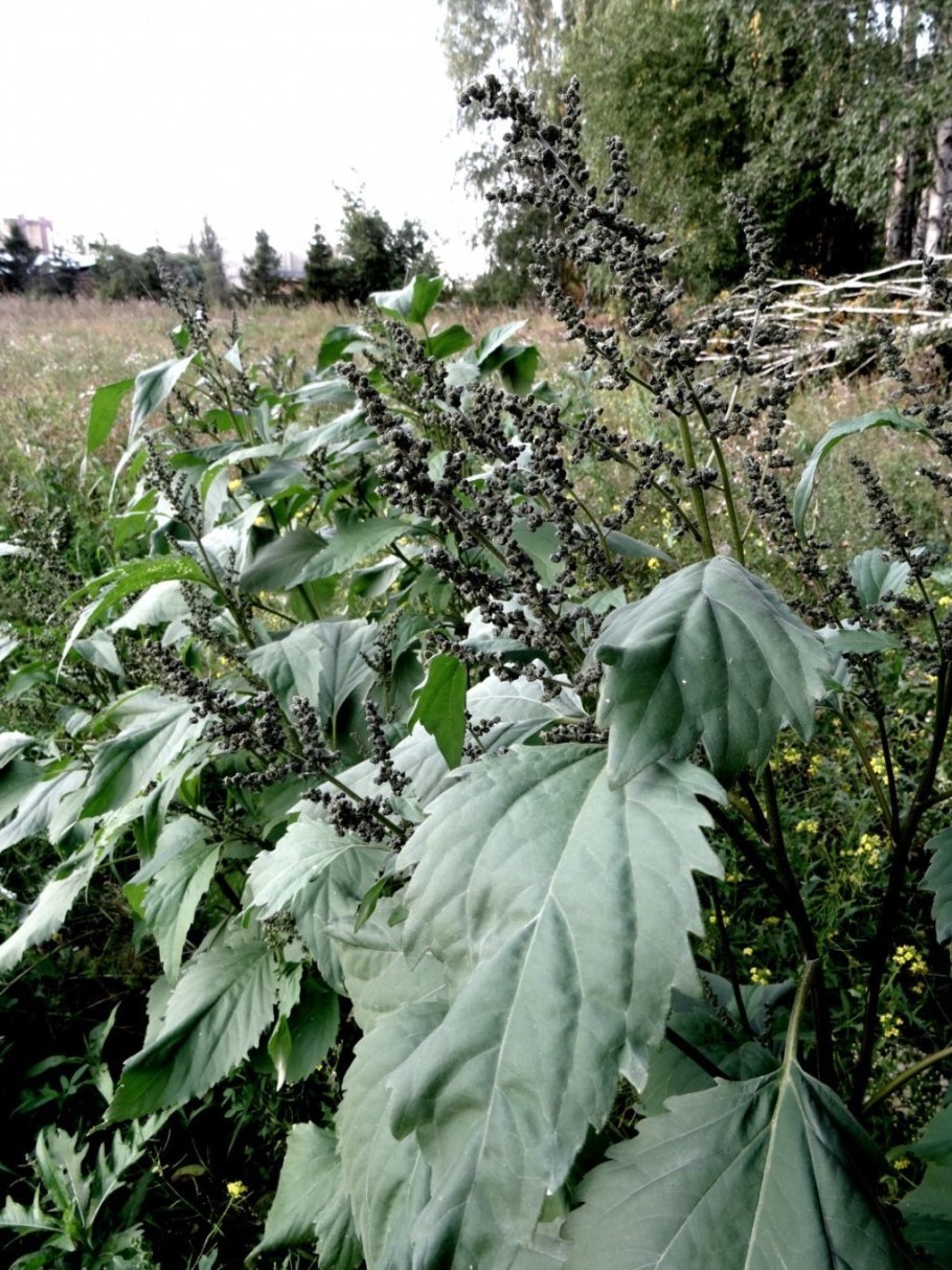 Циклахена канадская