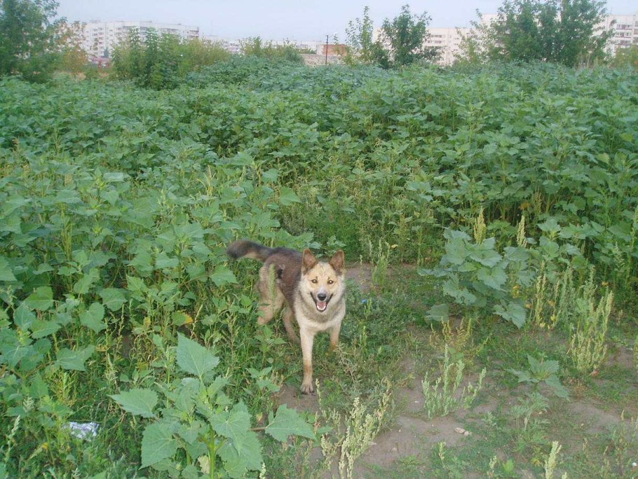 Амброзия сорняк широколиственная