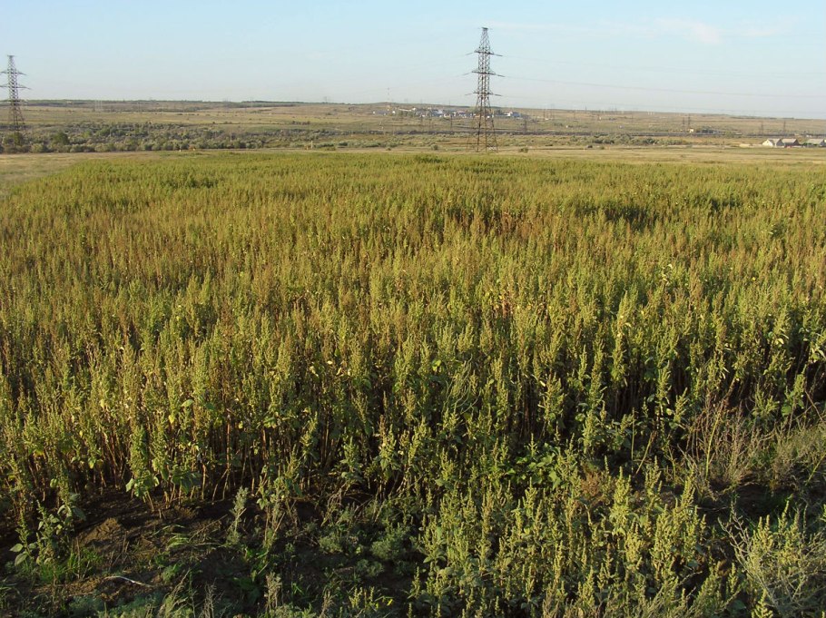 Циклахена дурнишниколистная формула цветка