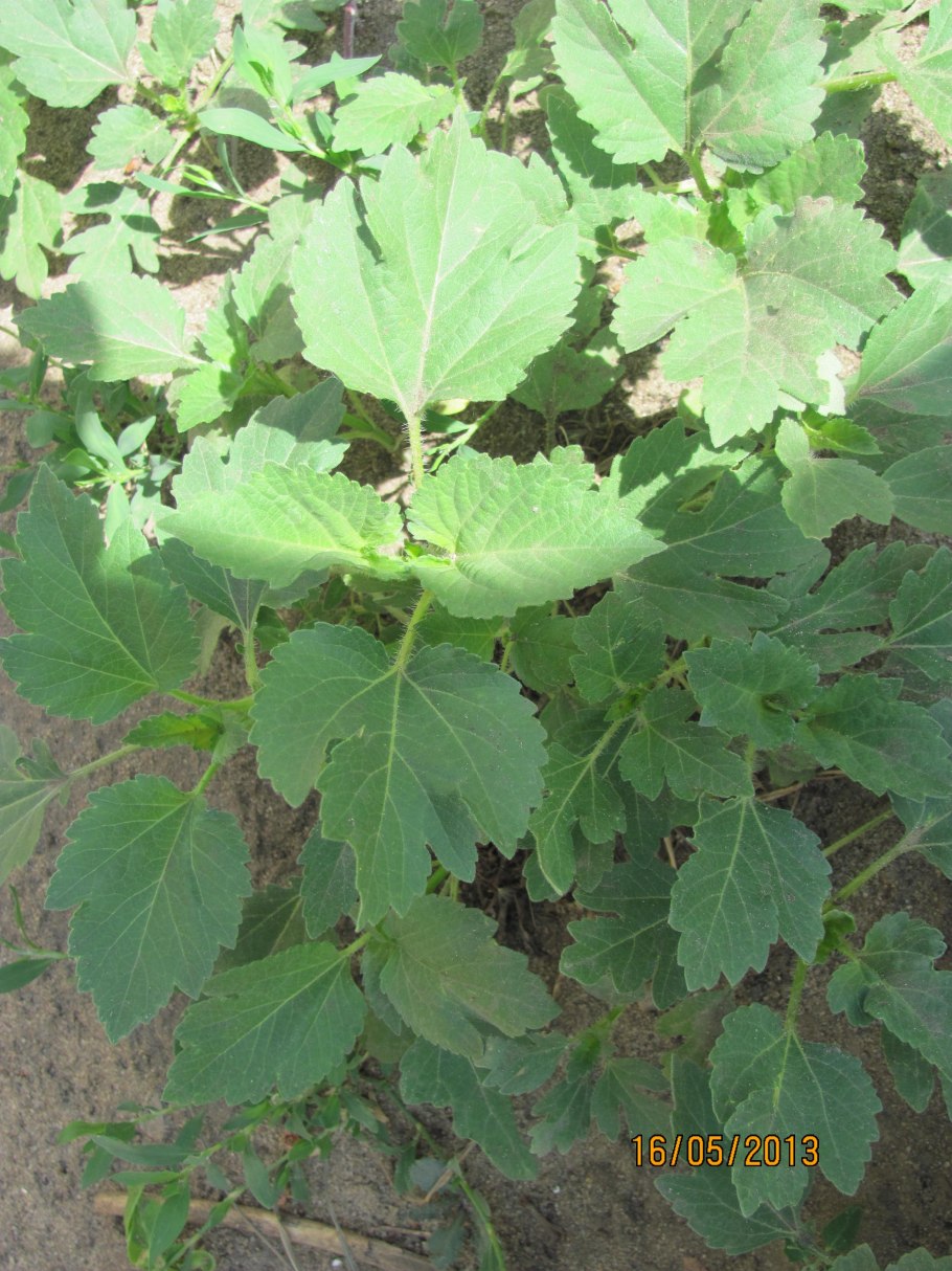 Амброзия циклахена