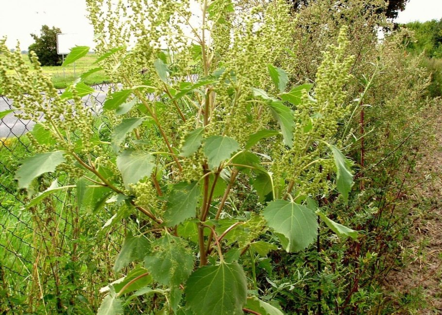 Cyclachaena xanthiifolia