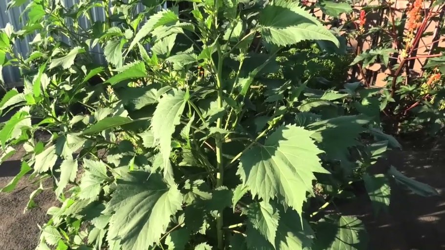 Циклахена дурнишниколистная семена