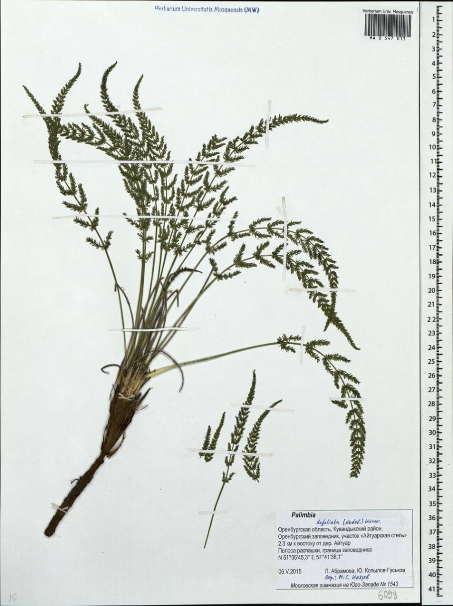 Палимбия Оживающая