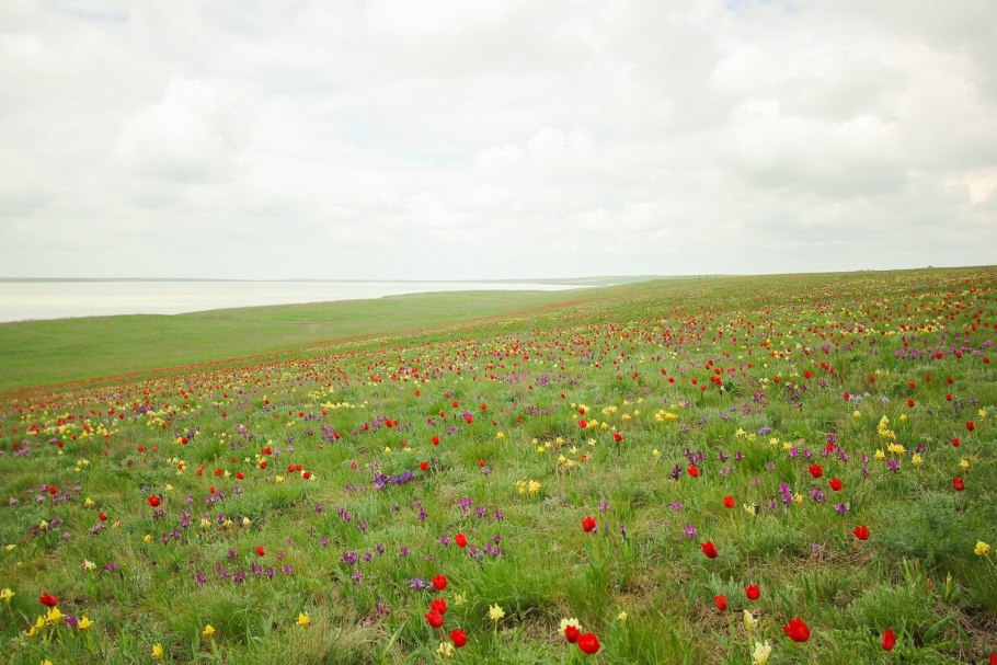 Тургай куш фото