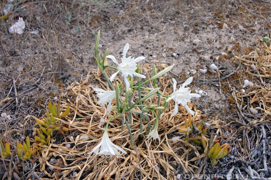 Палимбия солончаковая