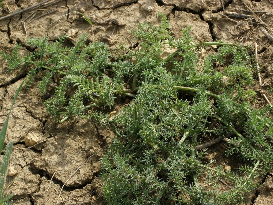 Палимбия солончаковая