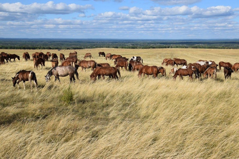 Плато Устюрт Узбекистан