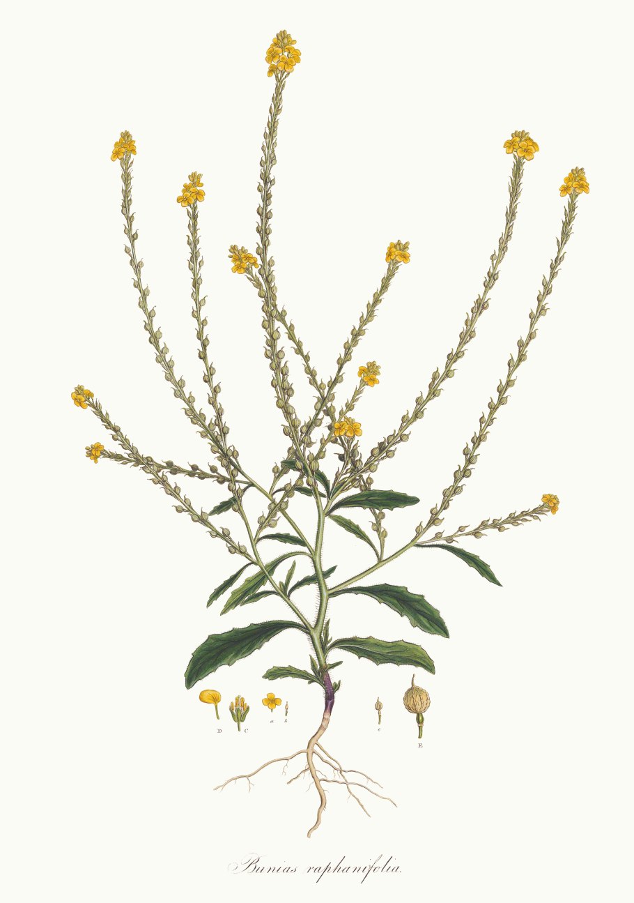 Злостный сорняк Репник