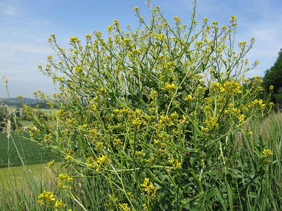 Примула Горная баранчики