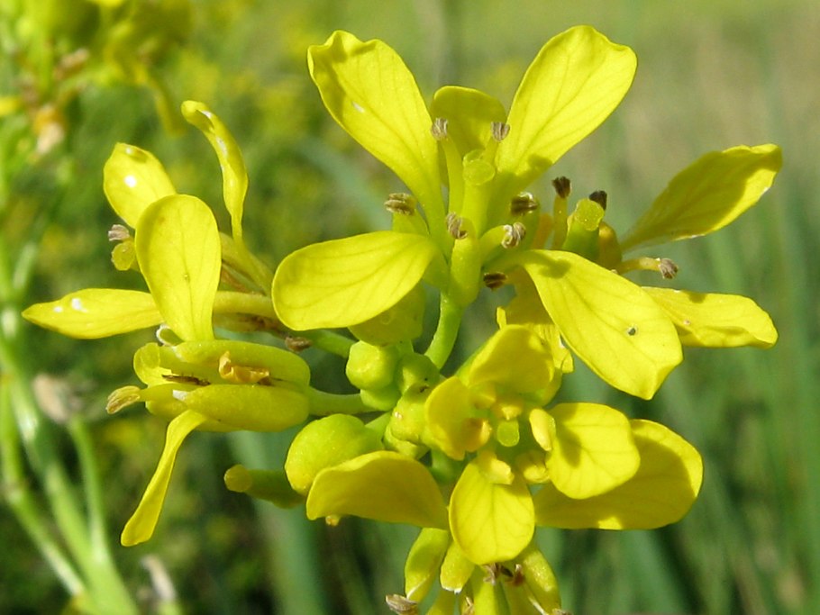 Репник морщинистый