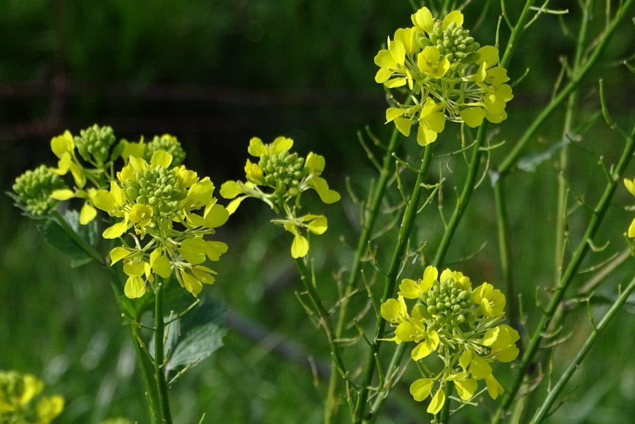 Головчан Николай Сергеевич