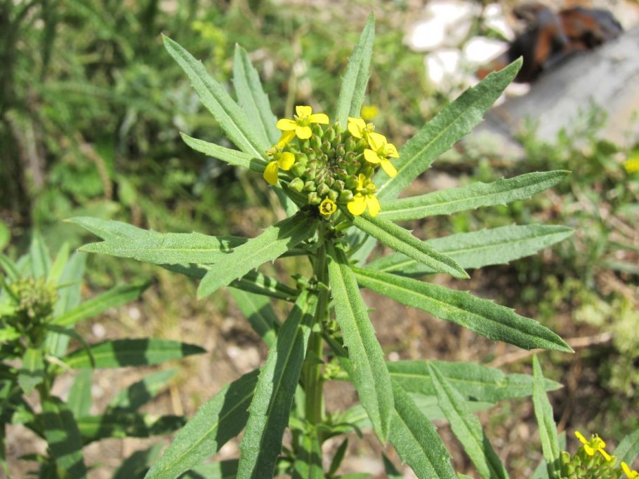 Кончезеро Карелия ветеран войны