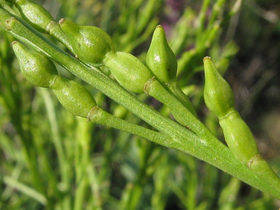 Морская горчица эвксинская