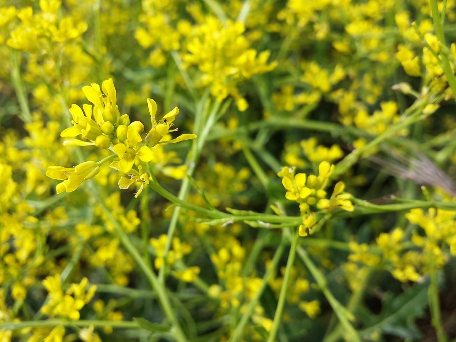 Настя Репник