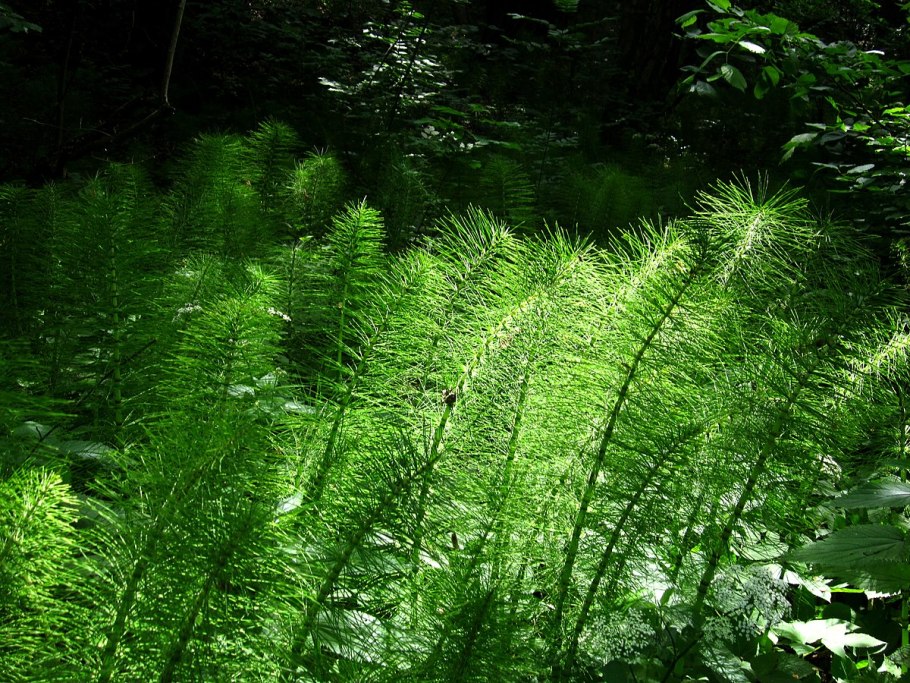 Сфагнум споровое растение