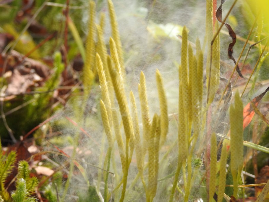 Антеридий папоротника