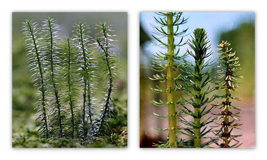 Спорангий щитовника мужского