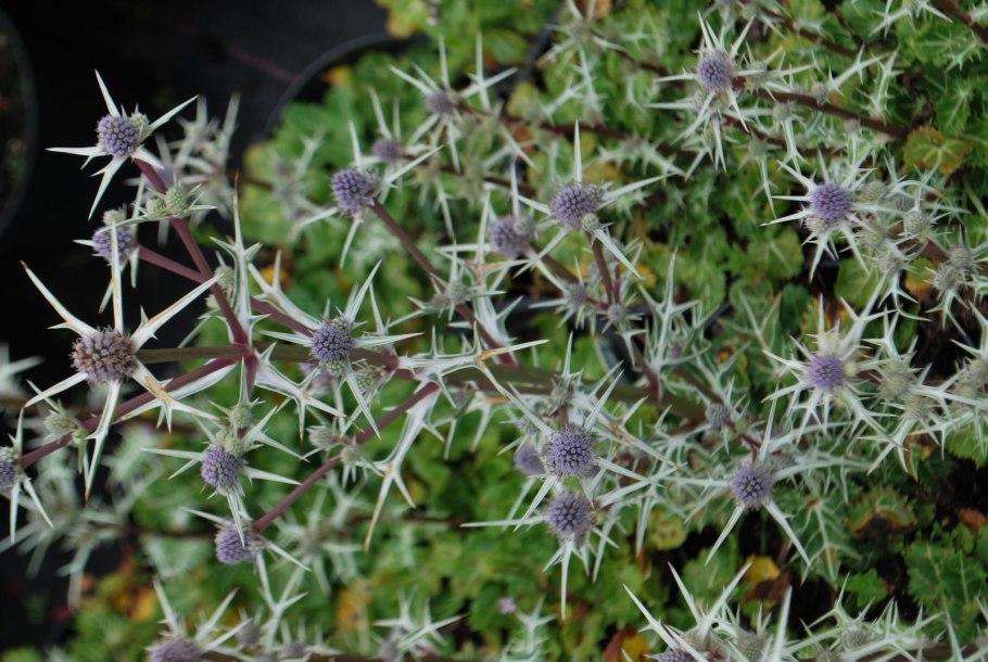 Чертополох синеголовник