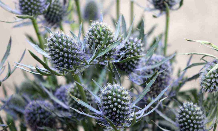 Eryngium leavenworthii