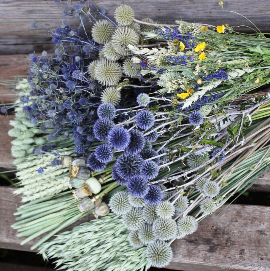 Репей чертополох Бодяк