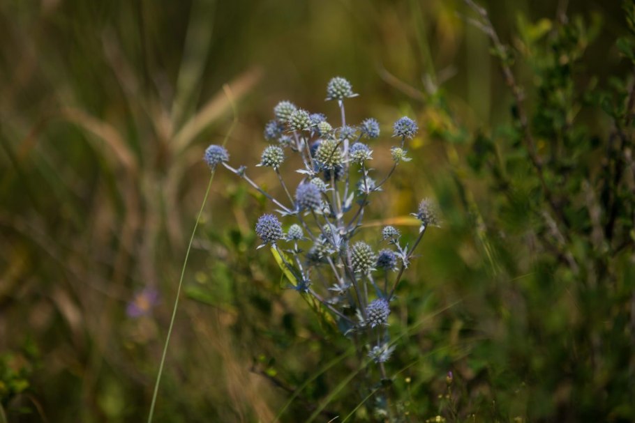 Синеголовник полевой
