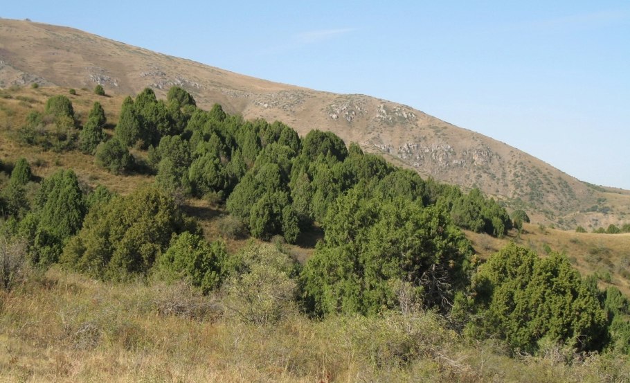 Можжевельник Тянь Шанский