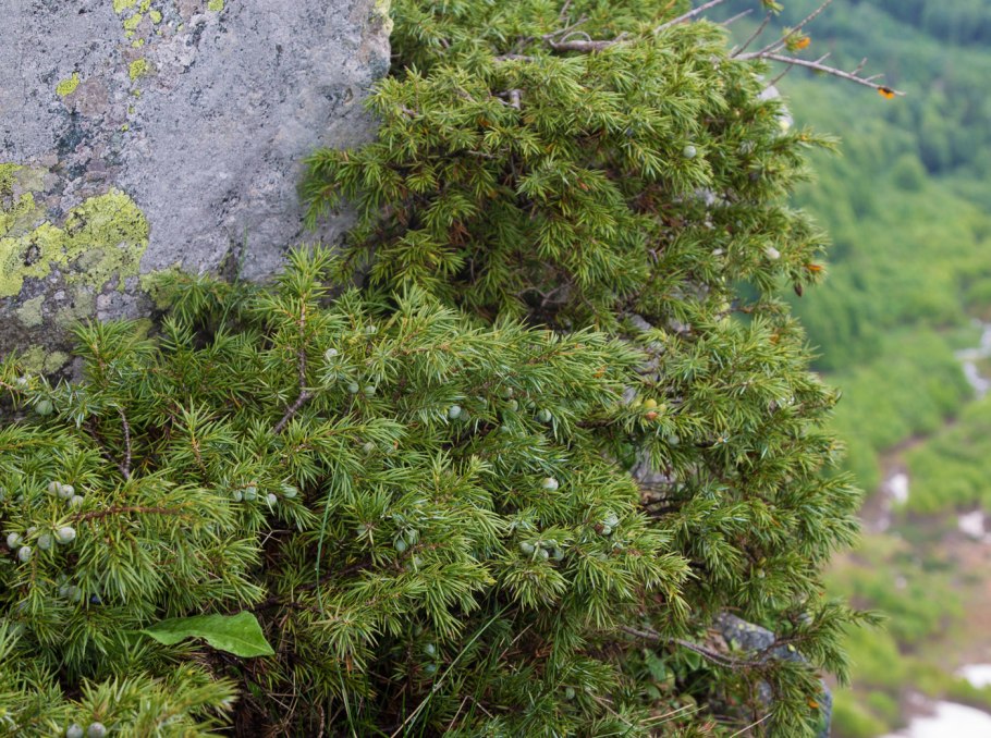Можжевельник hemisphaerica