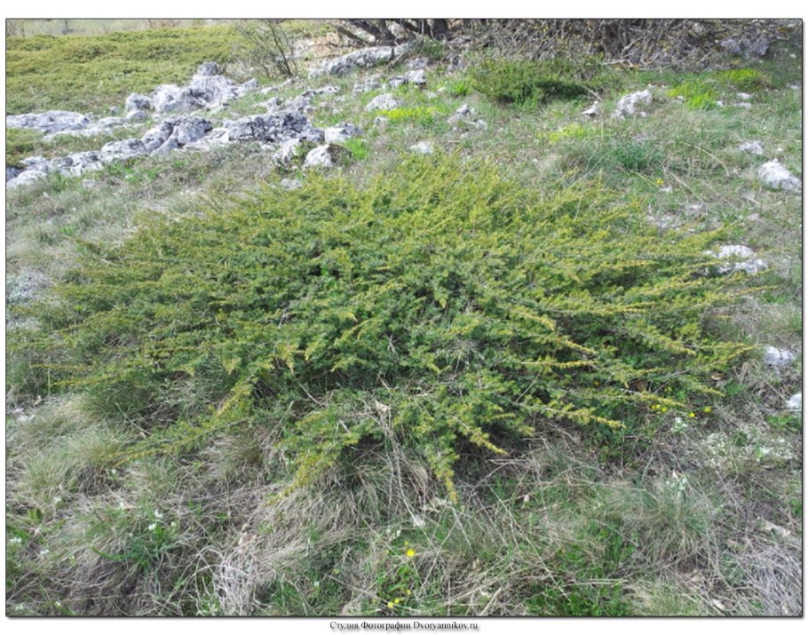 Juniperus squamata 'Hunnetorp'