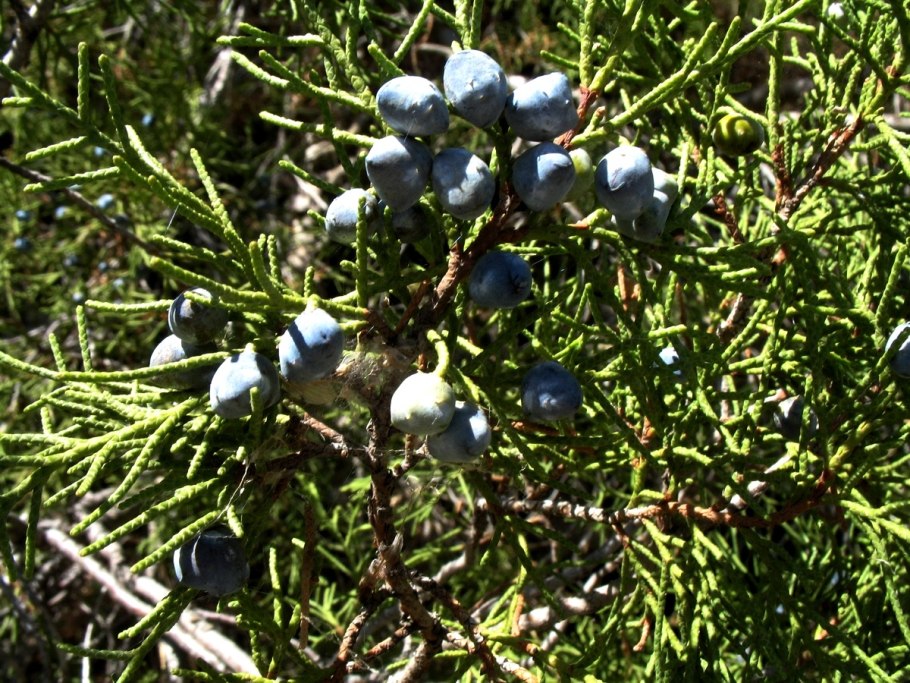 Juniperus semiglobosa