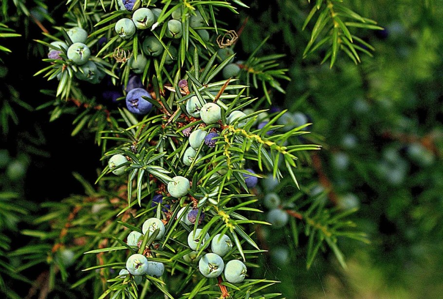 Пятка у туи