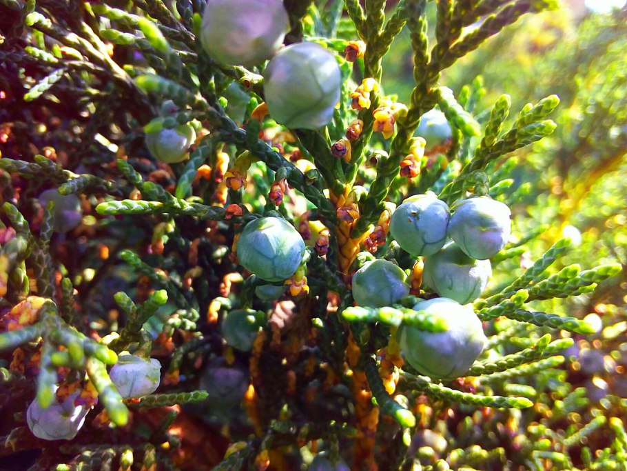 Можжевельник горизонтальный Юкон Бель