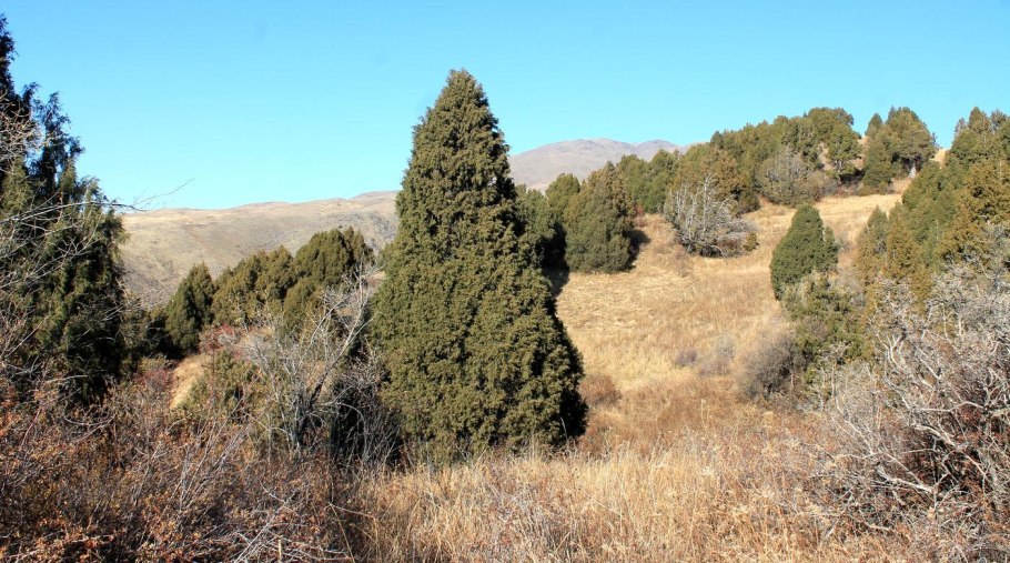 Juniperus turkestanica
