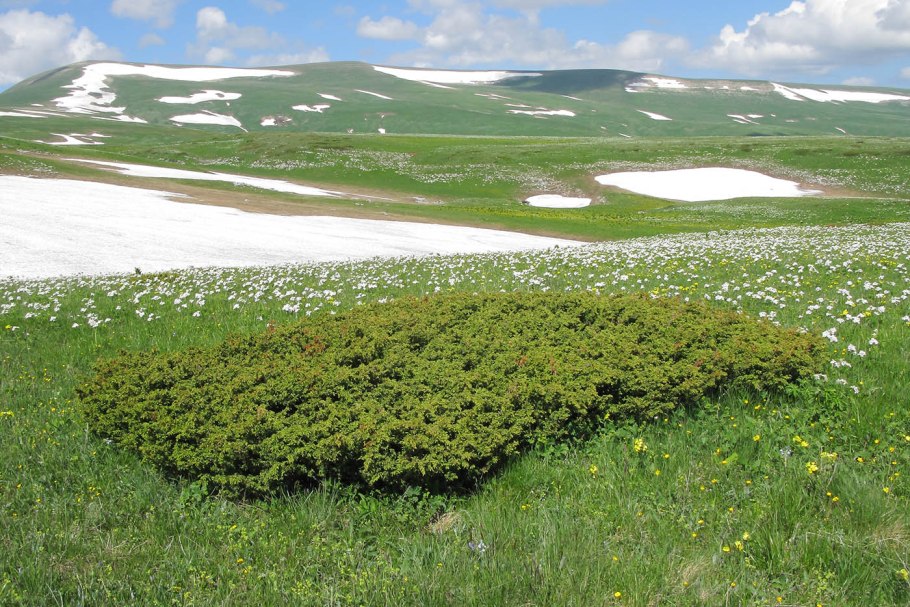 Декоративных растений Республика Адыгея