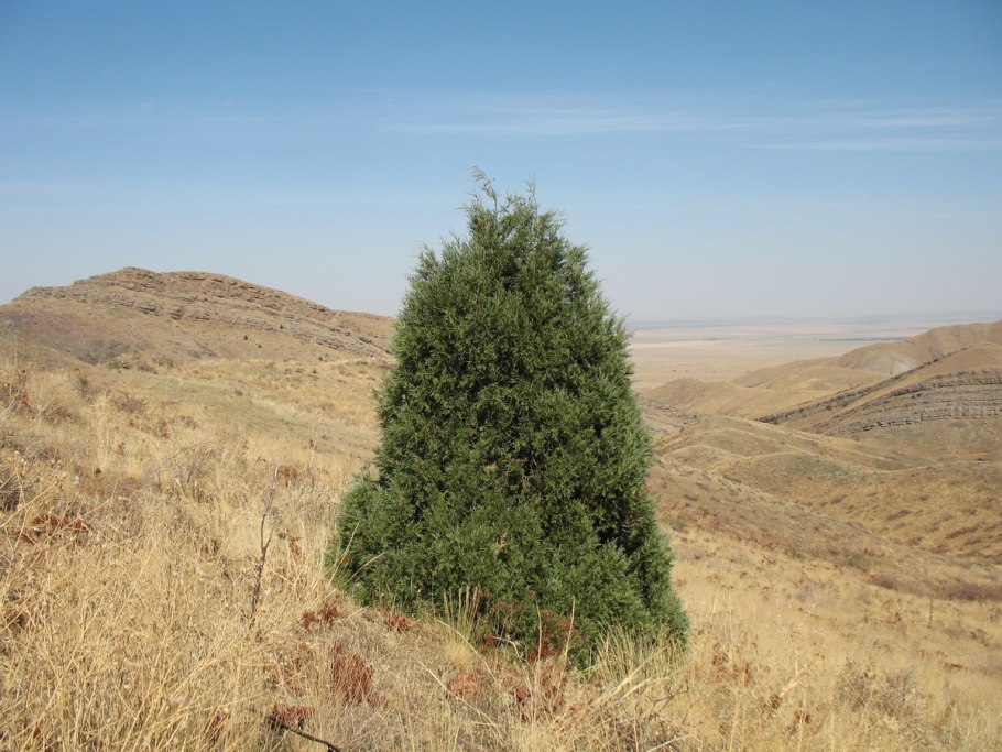 Juniperus semiglobosa