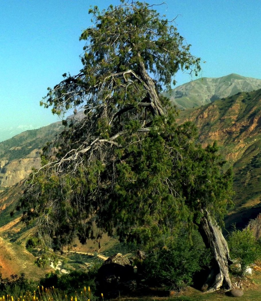 Зеравшан Аршасы