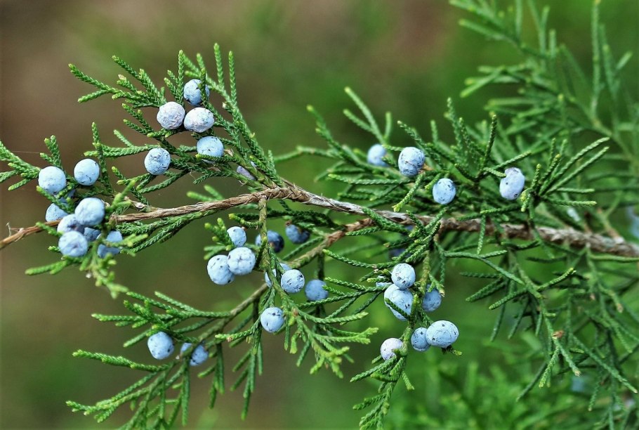 Можжевельник виргинский «Коболд» (Juniperus virginiana ‘Kobold’)