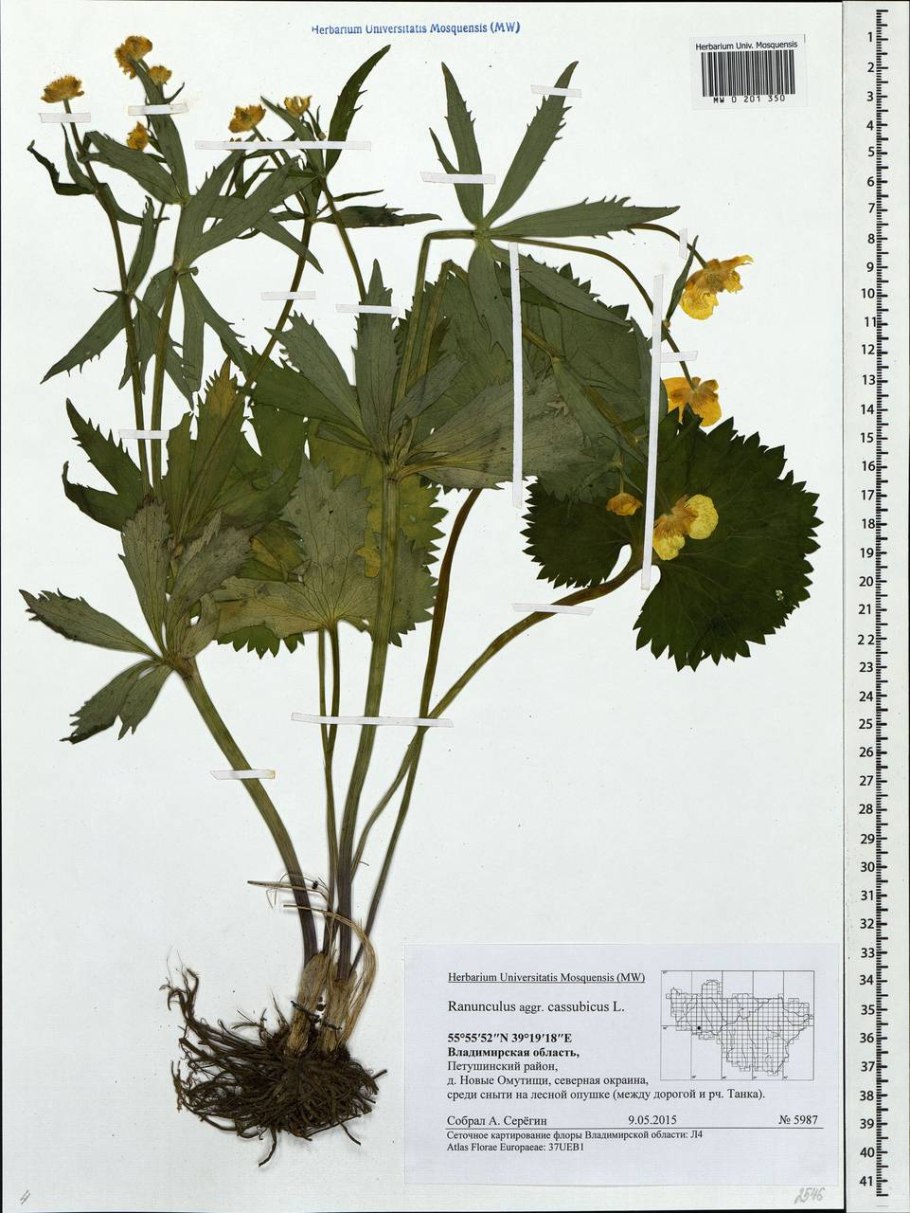 Лютик полевой фото и описание