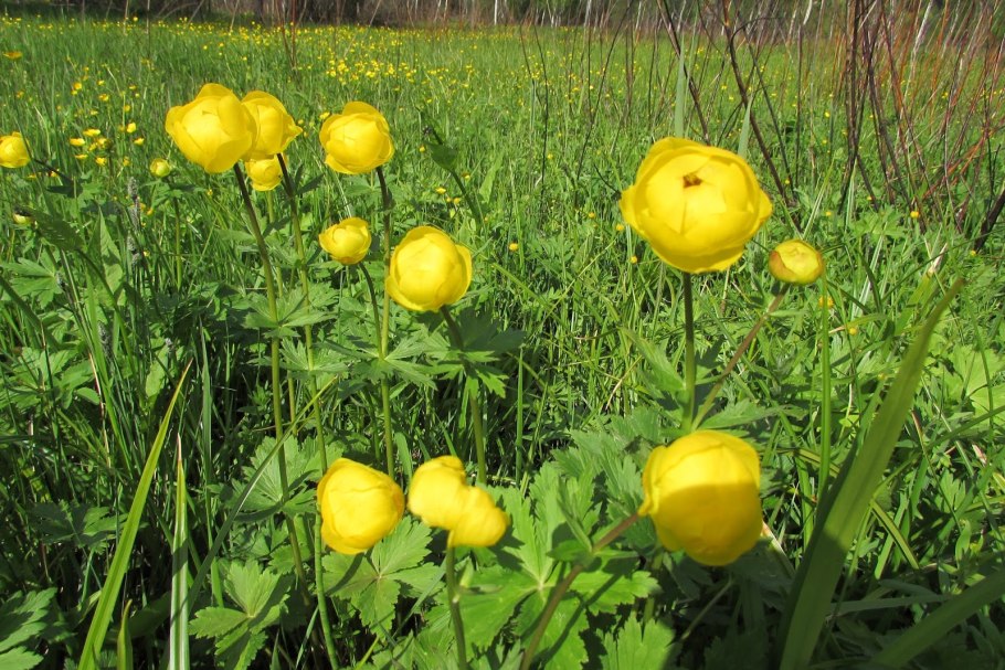 Гетерофилия Лютика кашубского