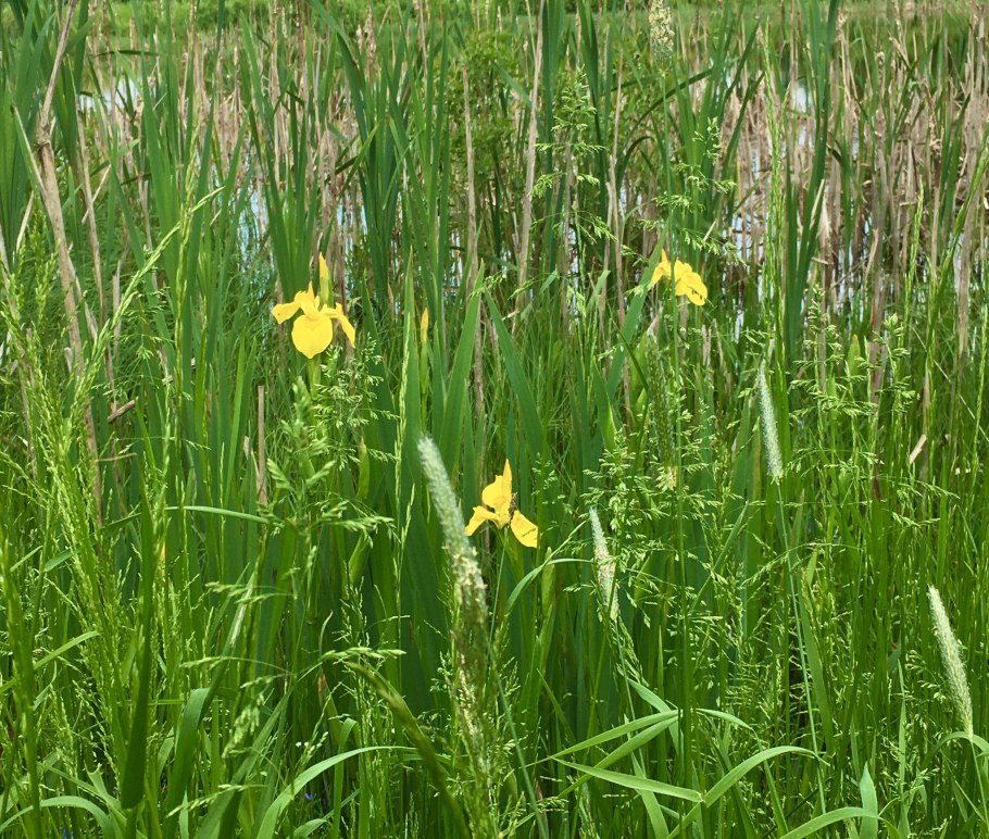 Лютик многокорневой